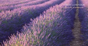 provence-lavender-field-by-adi-bukman