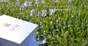 luxe provence celebrates spring iris blooms