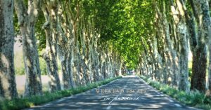 plane trees of provence