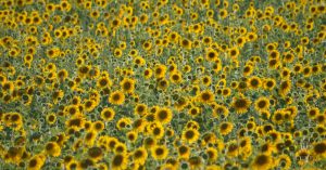 luxe provence sunflowers luberon villages