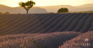 lavender fields in provence, plateau de valensole