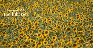 luberon sunflowers photo by tarik koivisto